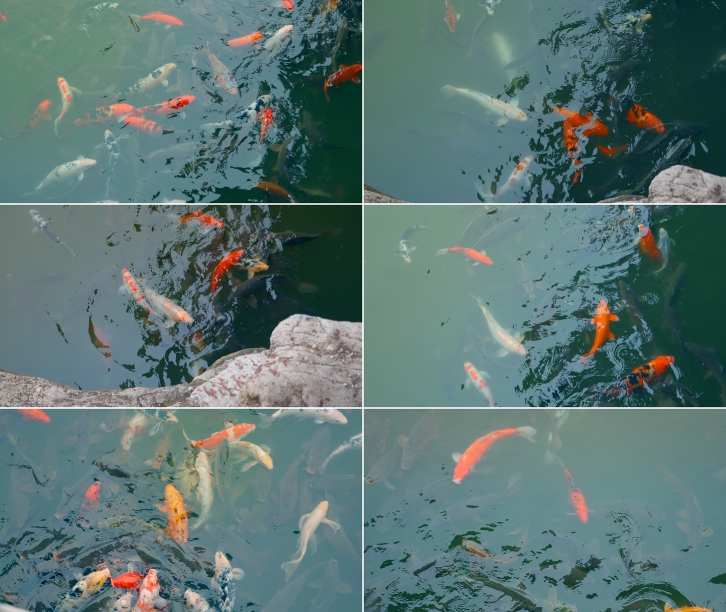 4k锦鲤公园鱼池观赏鱼升格拍摄锦鲤慢镜头