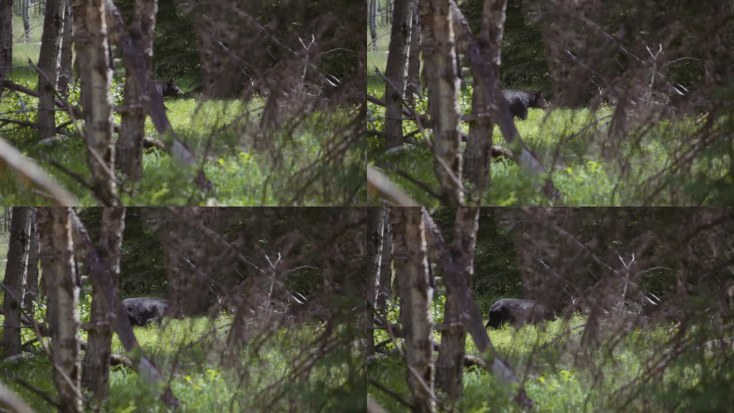 大黑熊在树林里散步