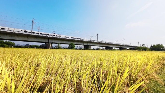 蓝天白云阳光下稻田旁铁路桥上行驶的列车