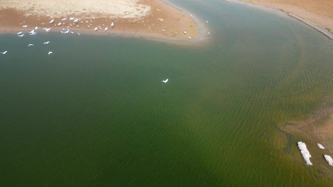 湖泊湿地白鹭飞