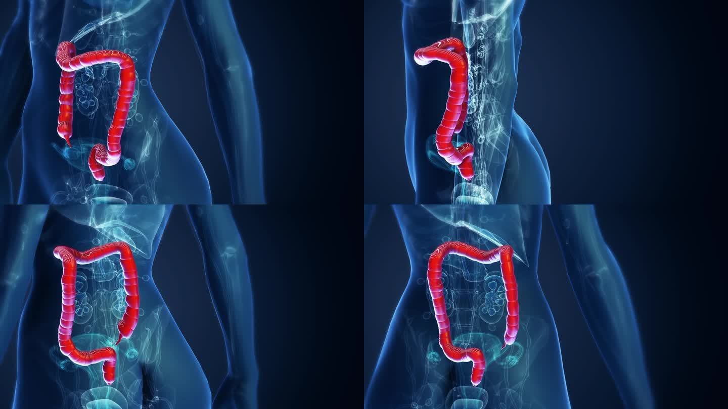 女性大肠解剖医药课程片头医疗科研细胞肠道