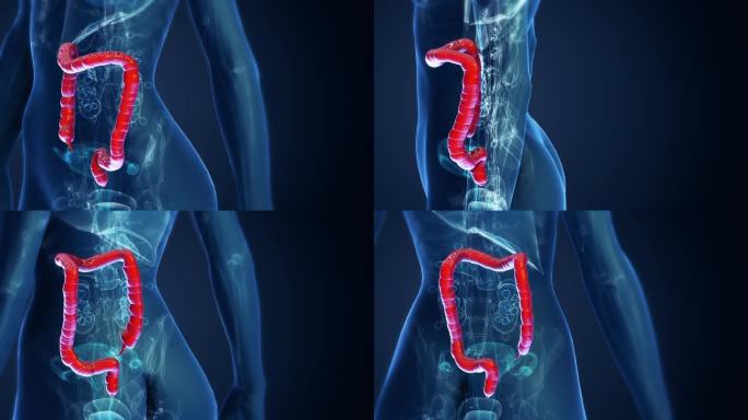 女性大肠解剖医药课程片头医疗科研细胞肠道