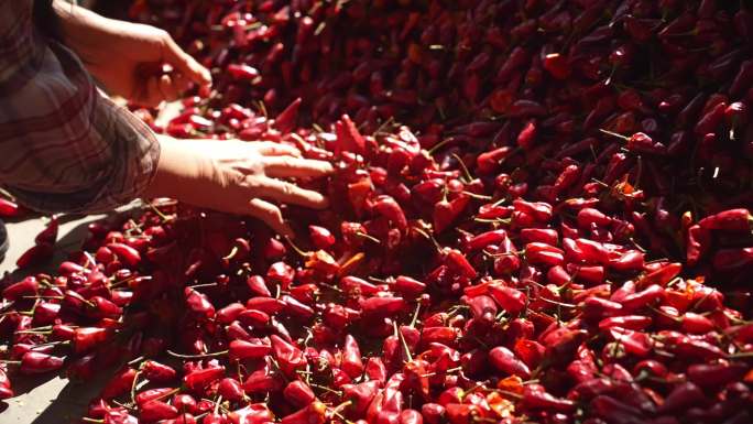 一个女人在分拣丰收的红辣椒