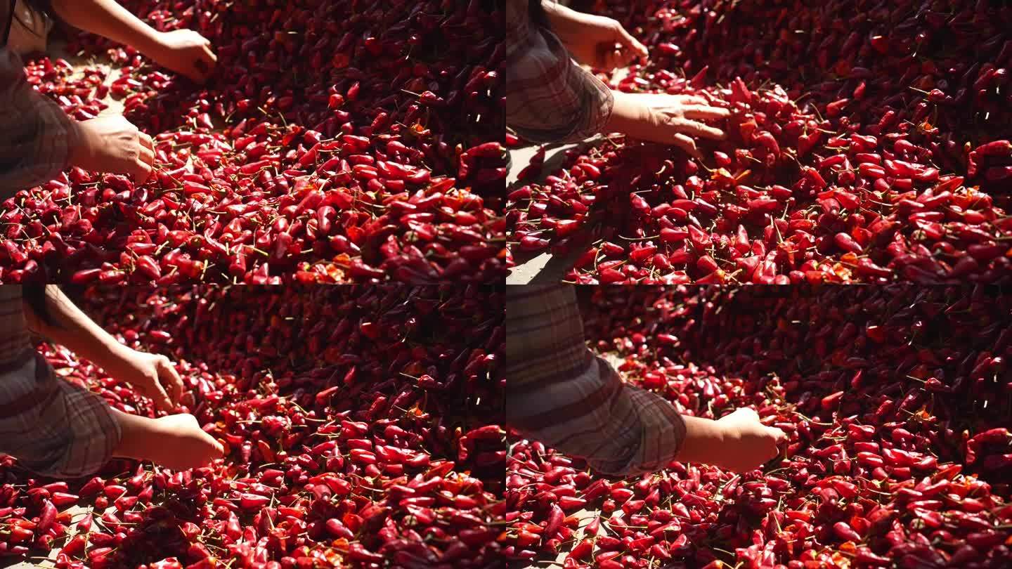 一个女人在分拣丰收的红辣椒