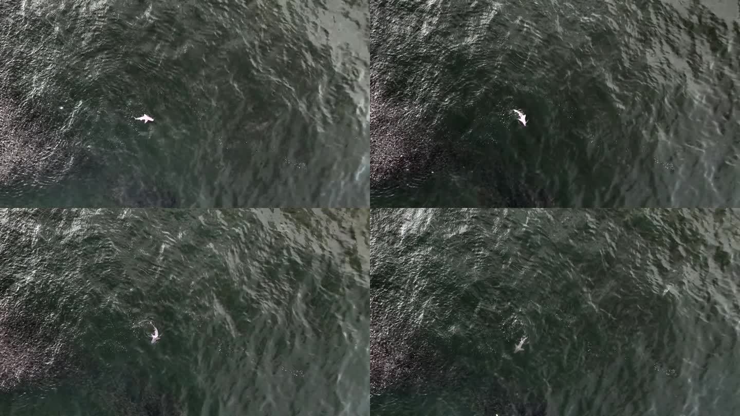 纽约洛克威海滩上，一群鱼在大西洋的绿色水域躲避鲨鱼。当鱼游动时，相机向下倾斜并保持静止。