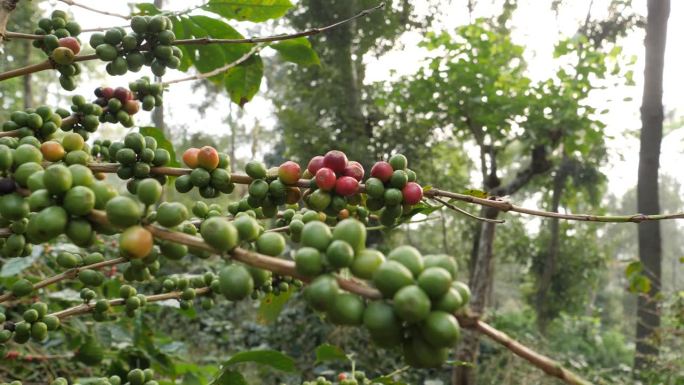 咖啡豆长在森林里。