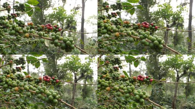 咖啡豆长在森林里。