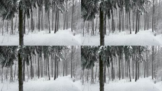 圣诞树的树枝从上面垂下来，在神奇的白雪公园里，一场大雪中树干被雪覆盖，黑色的树干，没有人