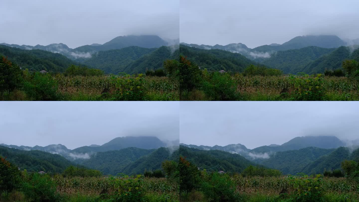 山中森林云雾缭绕的绝美自然风光
