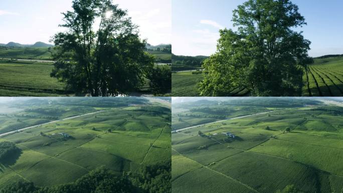 茶叶生产基地4K航拍