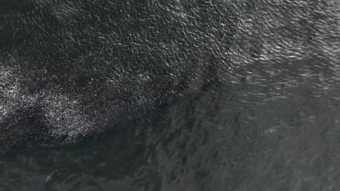 纽约洛克威海滩拍摄的大西洋水域一群鱼的鸟瞰图。当鱼与鲨鱼和海鸥一起游动时，相机向下倾斜，静止不动。