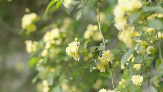 苏州/木香花/攀援小黄花/ 景观花