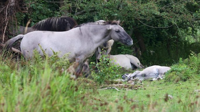 丹麦马里耶里斯特自然保护区，一匹白色的波兰种马站在绿色的草地上
