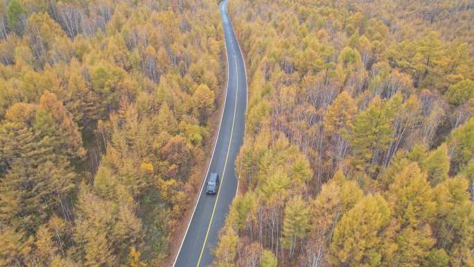 秋天金黄色的森林公路