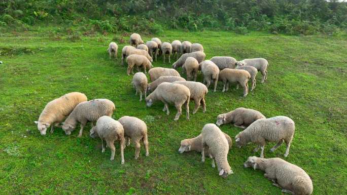 牛马羊群吃草