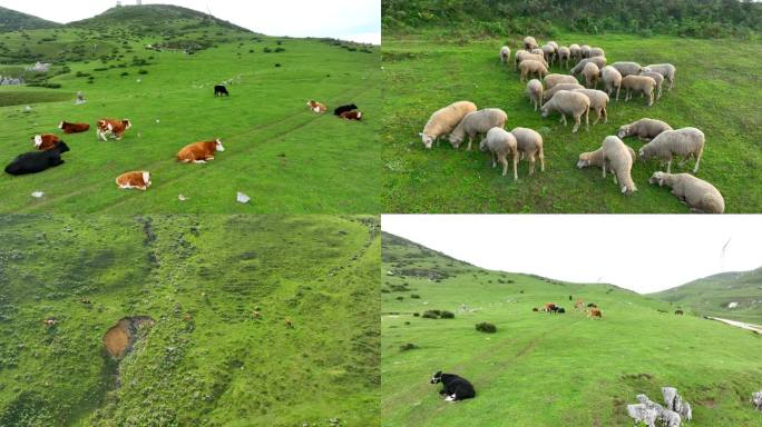 牛马羊群吃草
