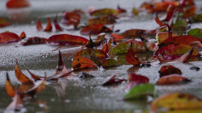 秋雨落叶