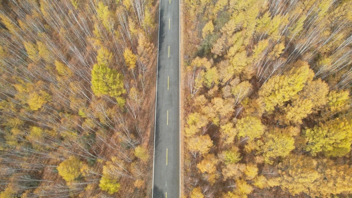 内蒙古白桦林秋景