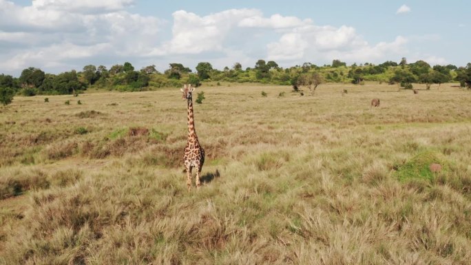 空中无人机拍摄长颈鹿，野生动物狩猎动物和非洲稀树草原景观风景在美丽的马赛马拉国家自然保护区，肯尼亚在