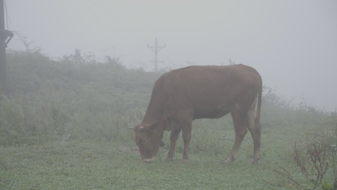 雾里黄牛吃草 放牛