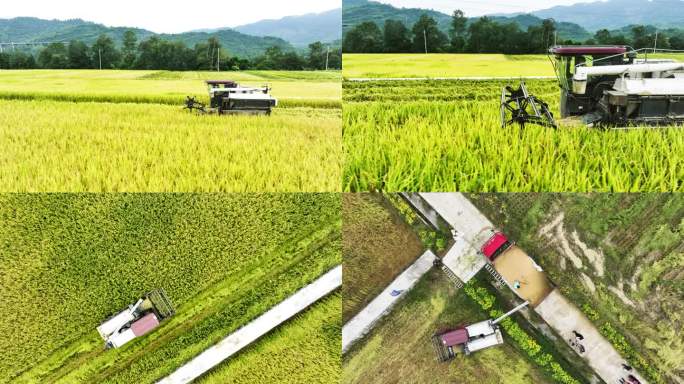 稻田稻谷丰收机械化收割机作业航拍视频