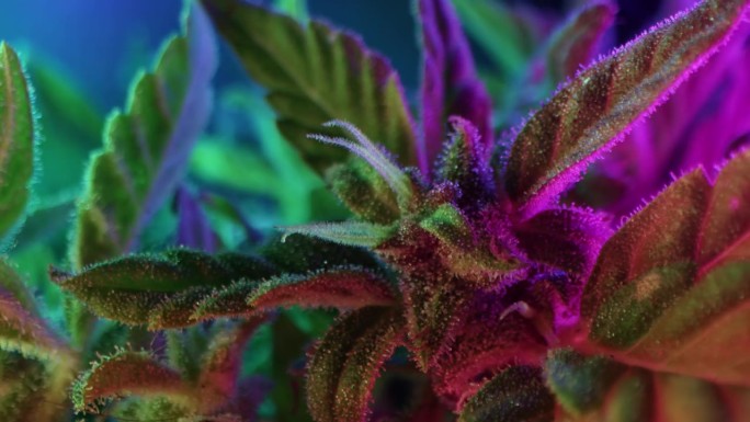 霓虹灯下的大麻植物。印度栅格化草本大麻