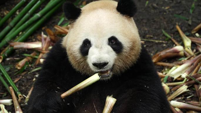 早上熊猫吃竹子