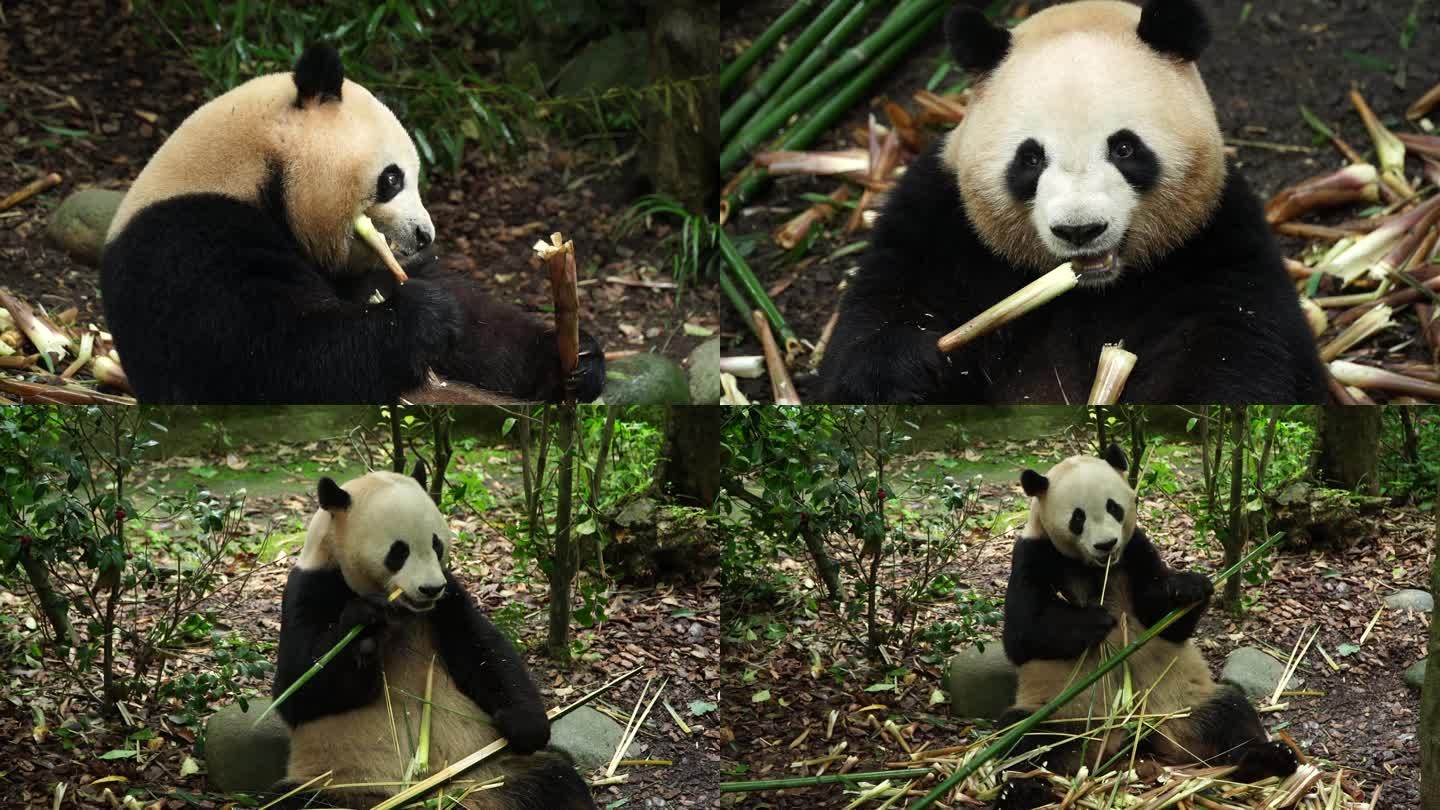 早上熊猫吃竹子