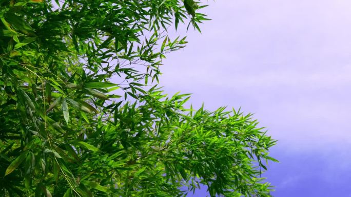 竹草、天空、云儿随风摇曳