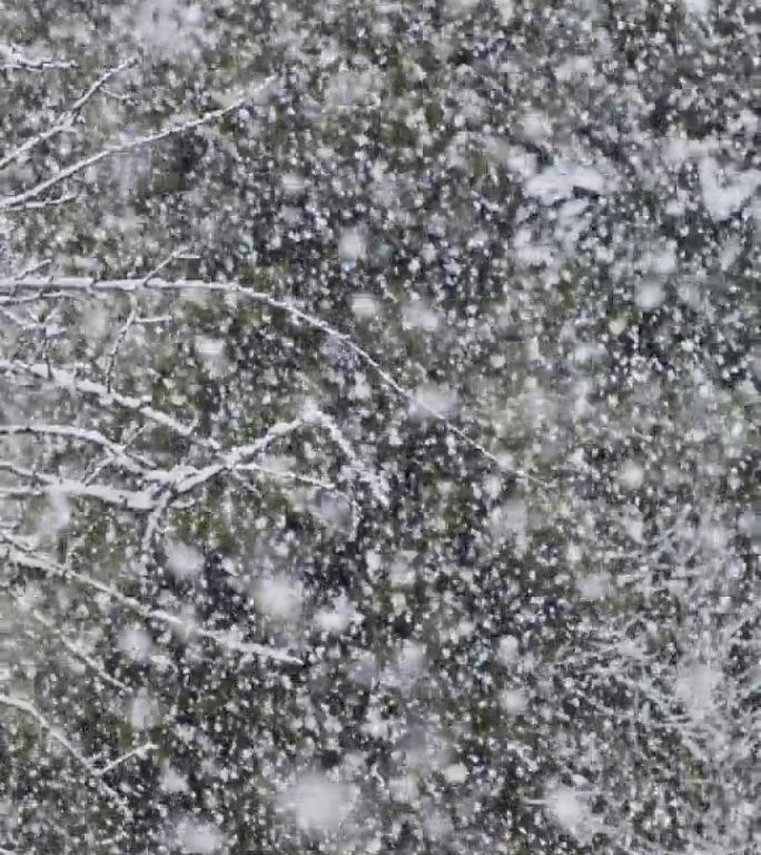 垂直视频-在茂密的森林里，大雪落在树上的慢动作