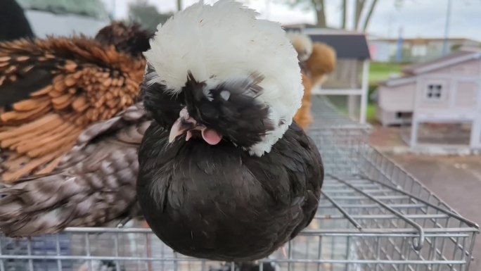 各种毛绒绒的小鸡坐在鸟笼上。装饰鸡肉