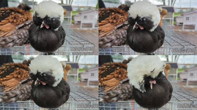 各种毛绒绒的小鸡坐在鸟笼上。装饰鸡肉