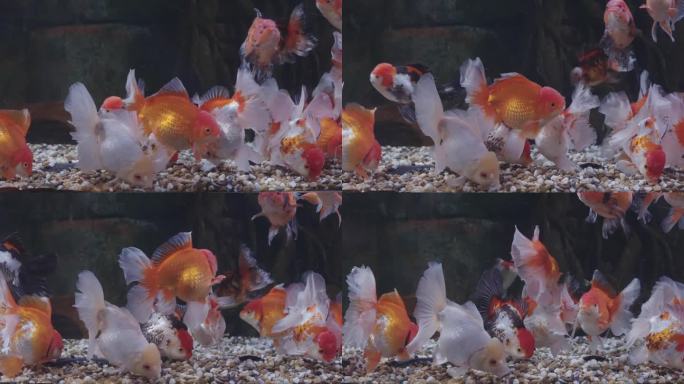 4k慢动作金鱼群在鱼缸里游泳和放松。