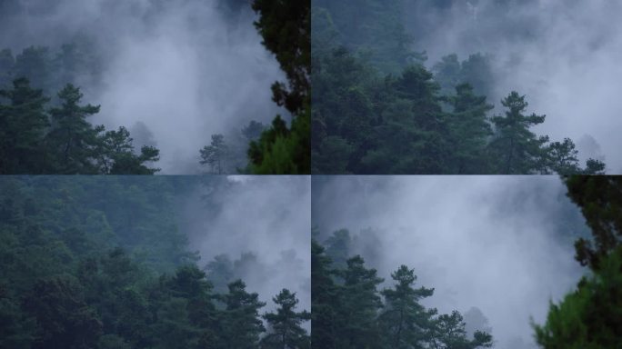 清晨的森林雾气