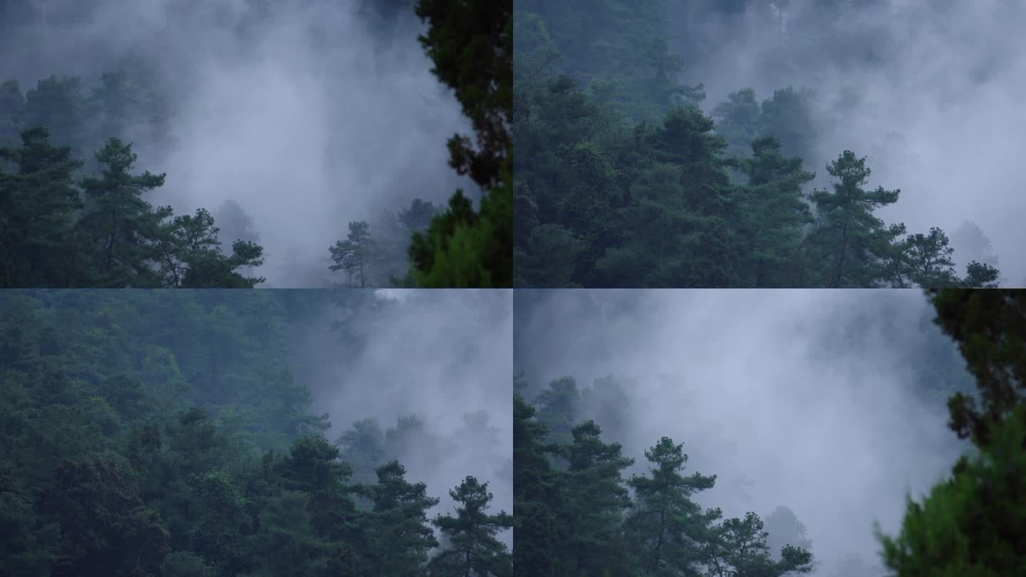 清晨的森林雾气