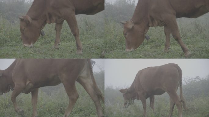 雾中的牛吃草