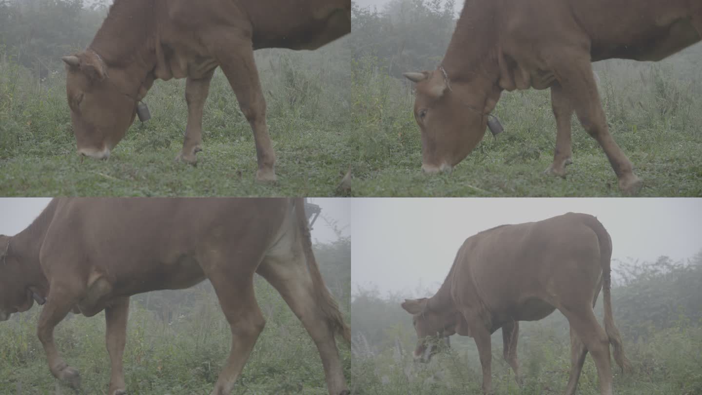 雾中的牛吃草