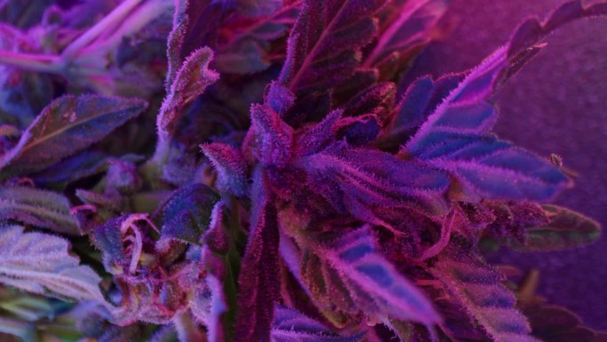 霓虹灯下的大麻植物。印度栅格化草本大麻