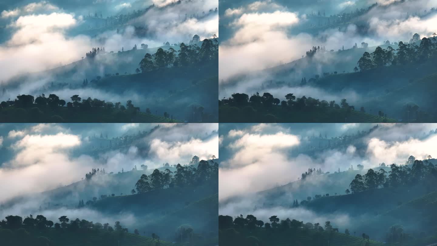 云雾缭绕的茶山