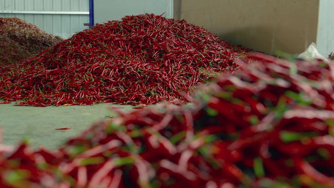 4K辣椒丰收种植采购生产加工基地素材