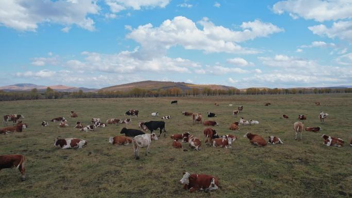 内蒙古草原牛群