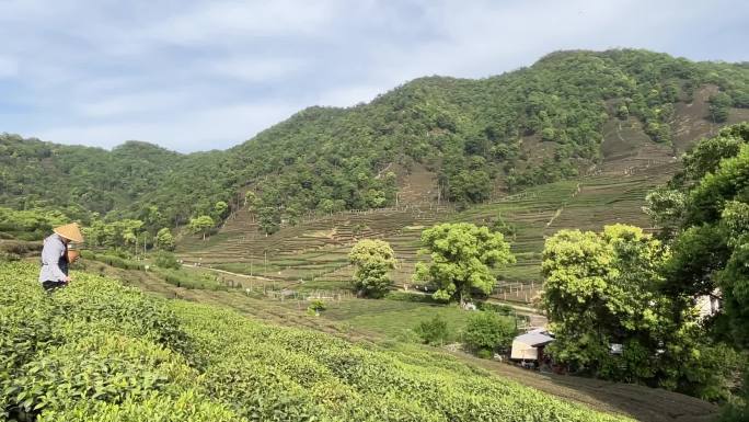 浙江杭州梅家坞龙井茶山茶村视频素材