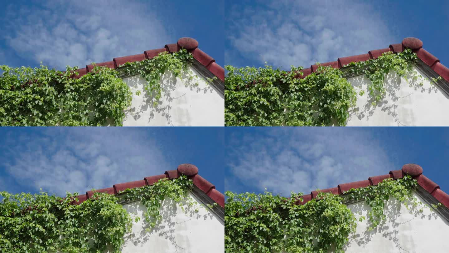 屋顶上的绿色杂草藤蔓在风中