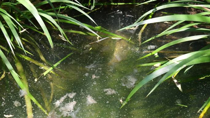 大鲵娃娃鱼两栖动物野生生物水产生态养殖