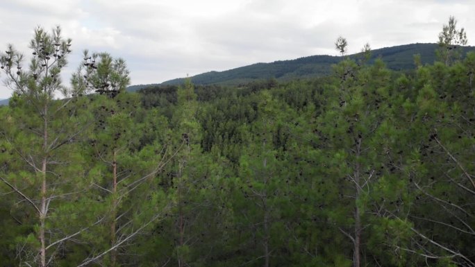 慢轨无人机拍摄的松树密林视频右平移山背景多云