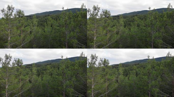 慢轨无人机拍摄的松树密林视频右平移山背景多云