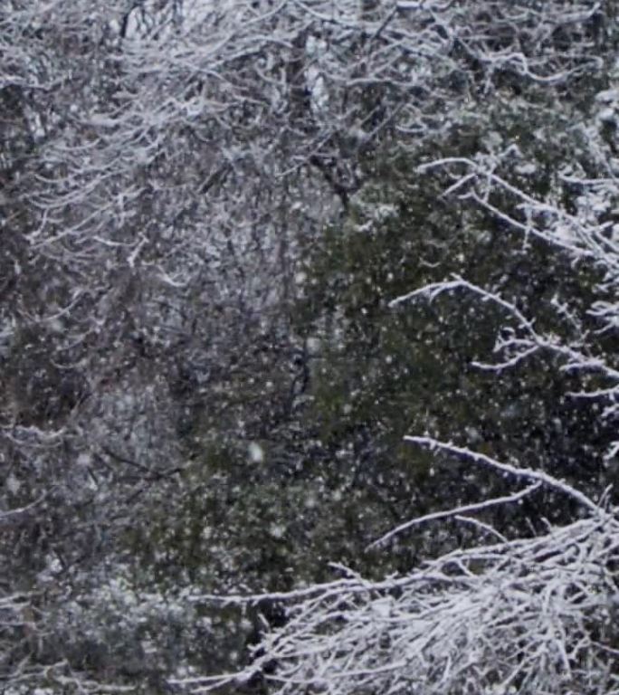 垂直视频-在茂密的森林里，大雪落在树上的慢动作