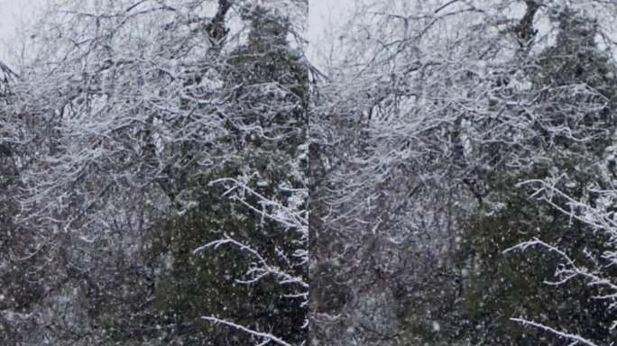 垂直视频-在茂密的森林里，大雪落在树上的慢动作