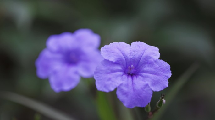 蓝花草微距视频