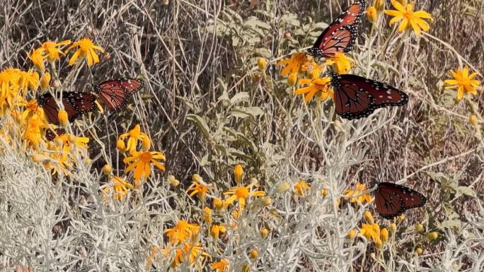 迁徙的帝王蝶在新墨西哥州的拉斯克鲁塞斯沙漠停留